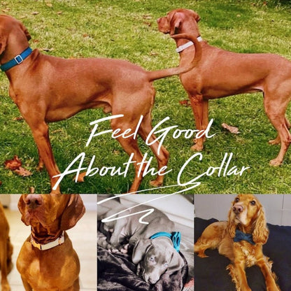 luxury velvet dog collar and leash set with bow tie